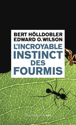 L'incroyable instinct des fourmis - Scientific Curiosity